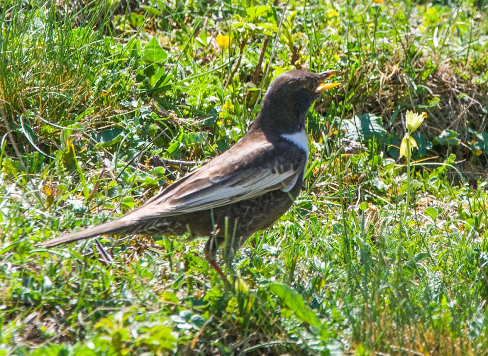 Белозобый Дрозд turdus torquatus