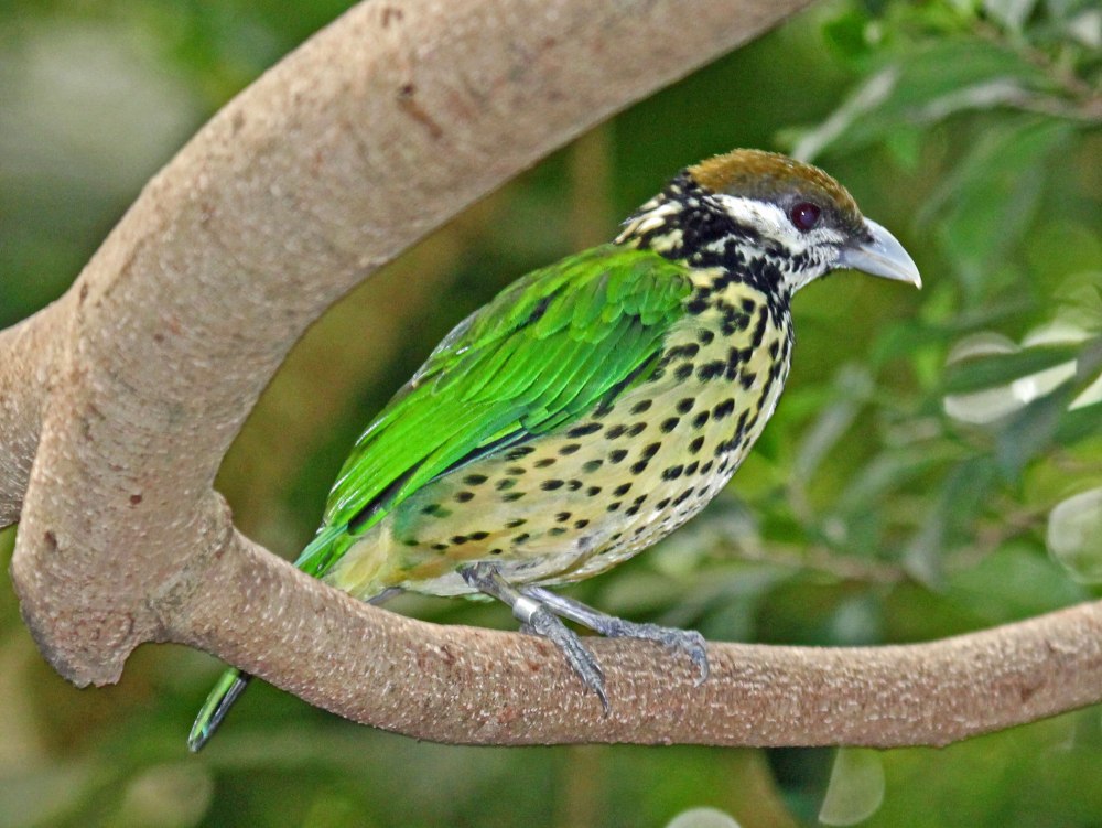 Ailuroedus crassirostris
