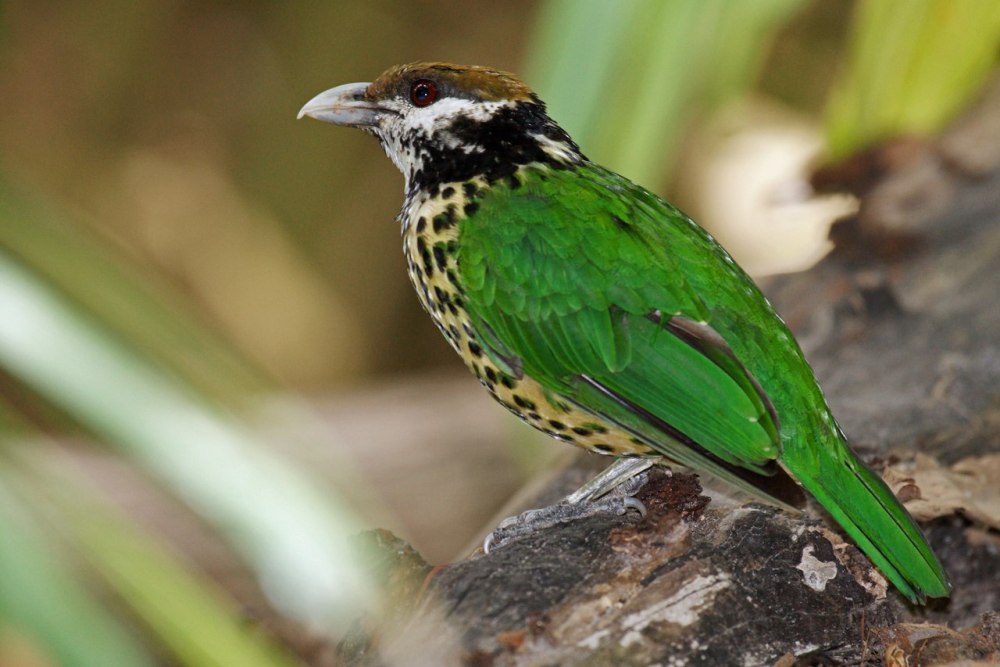 Fawn-breasted Bowerbird
