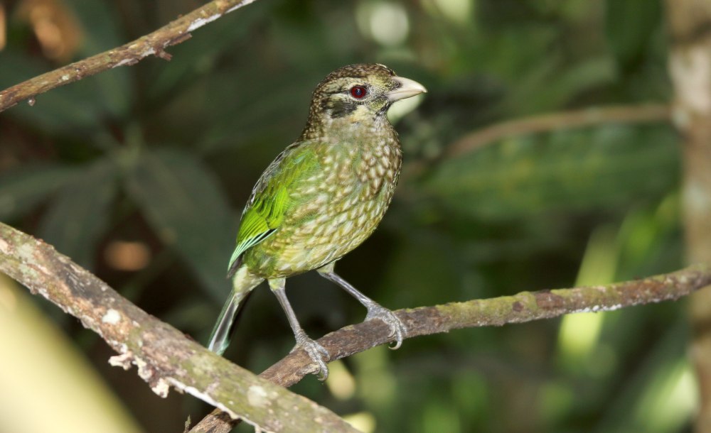 (Ailuroedus melanotis)