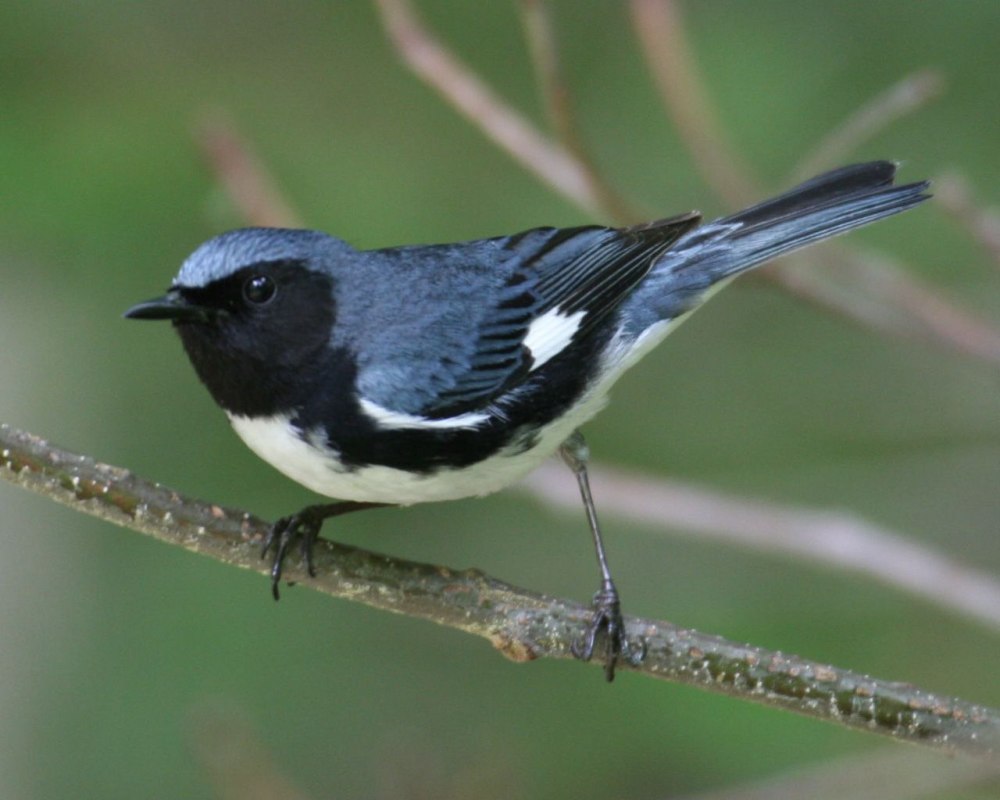 Trchunneri patkerum
