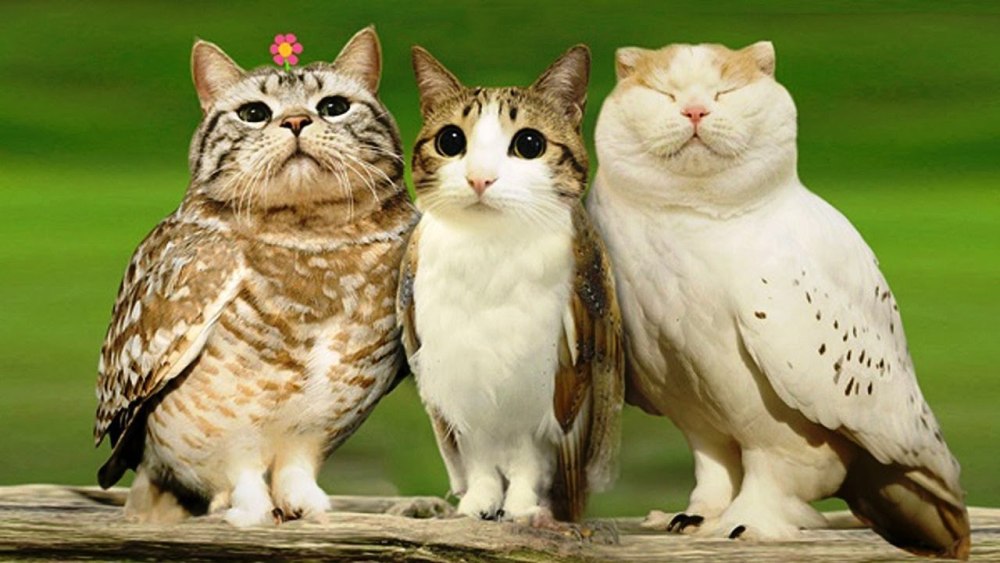 Сова и кот