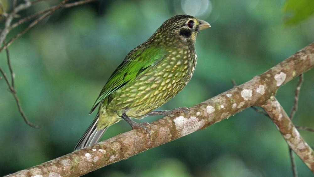 (Ailuroedus melanotis)