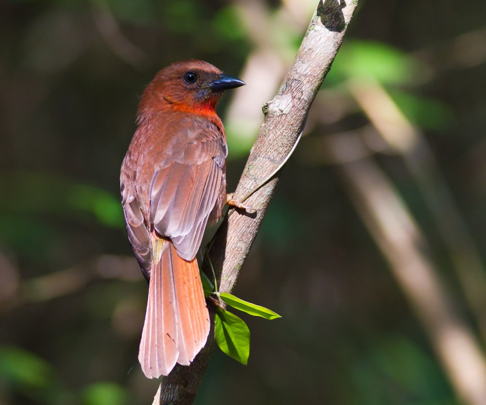 Red-throated Ant Tanager