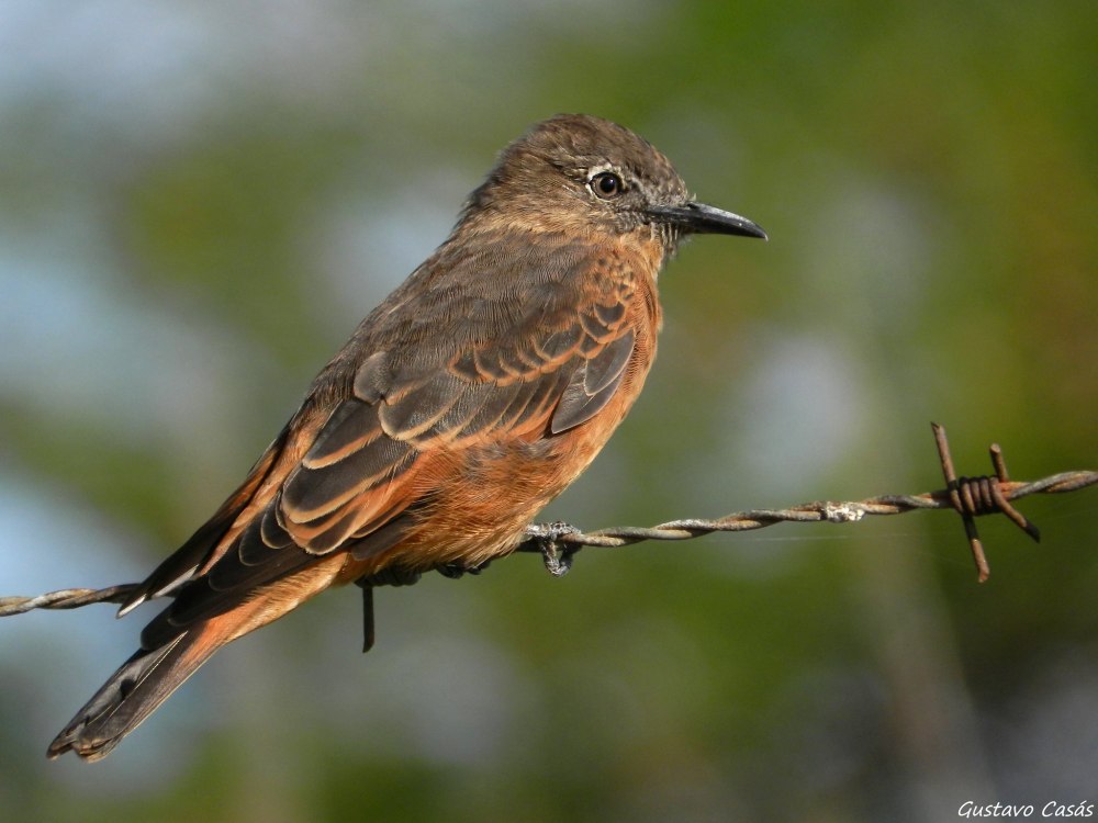 Rusina ferruginea