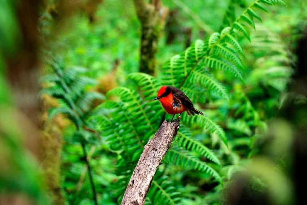 Flora and fauna of Galapagos