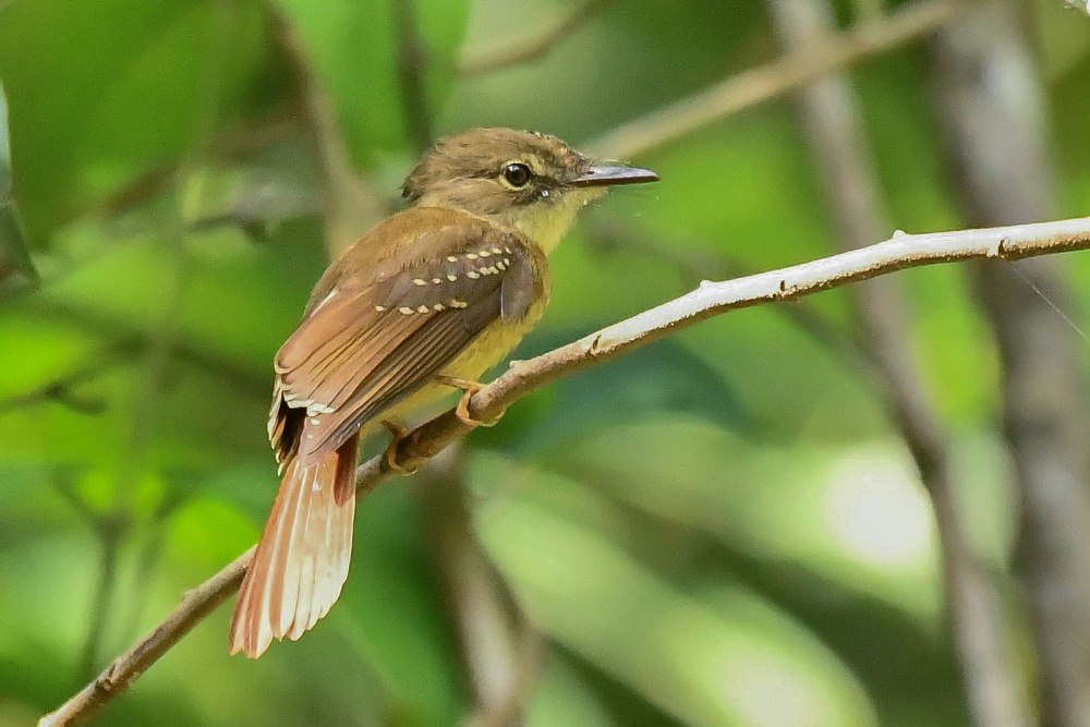 Obamus coronatus