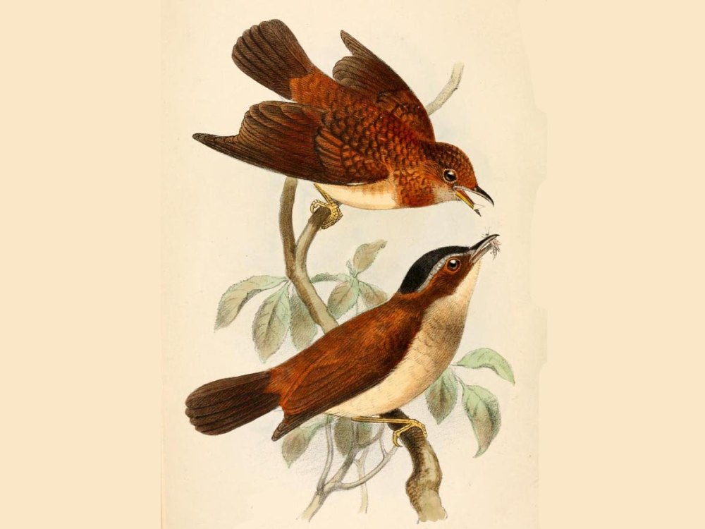 Brown chested Bird