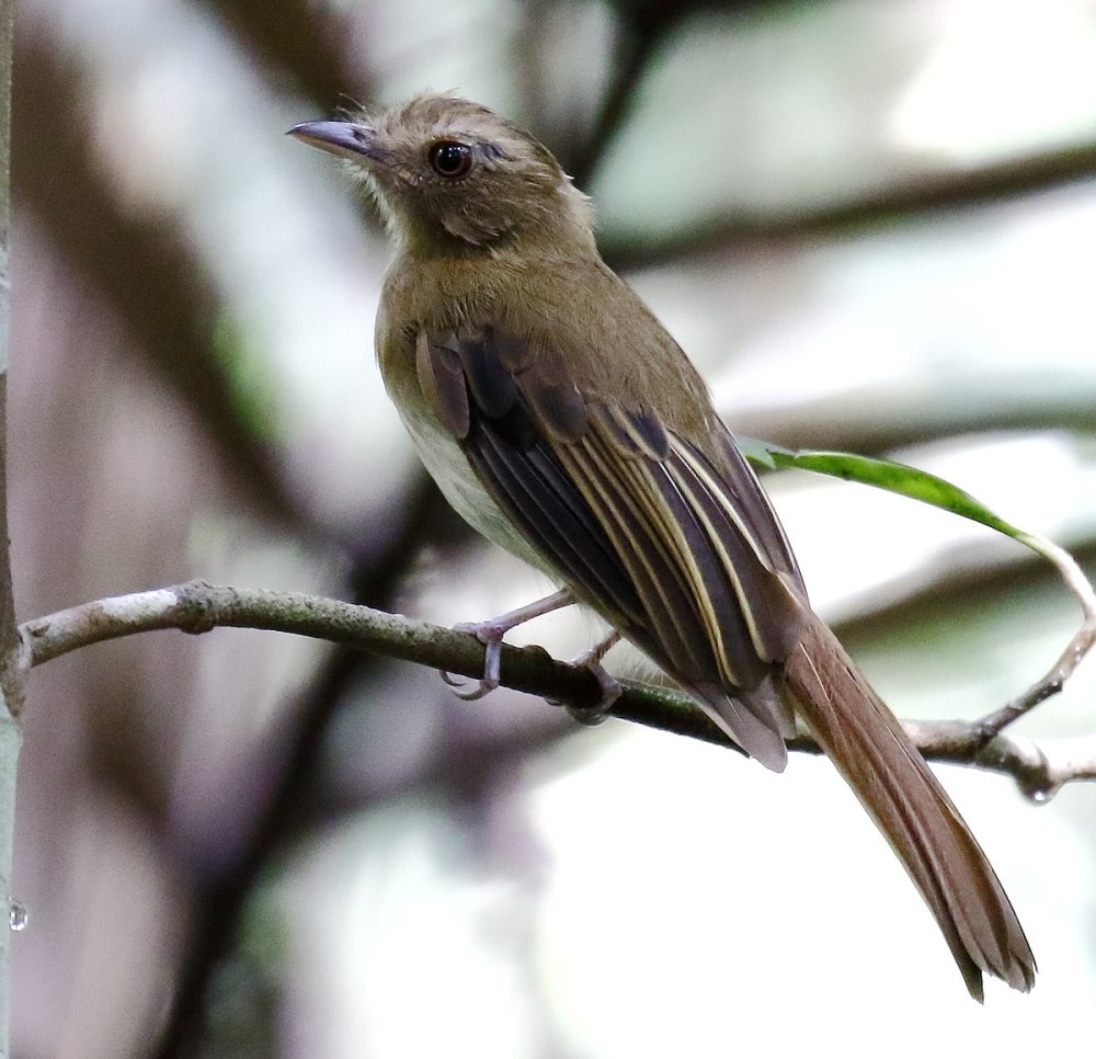 Brown chested Bird
