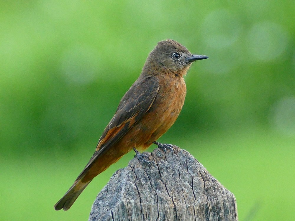 Мухоед коричневый - Pyrrhomyias cinnamomea