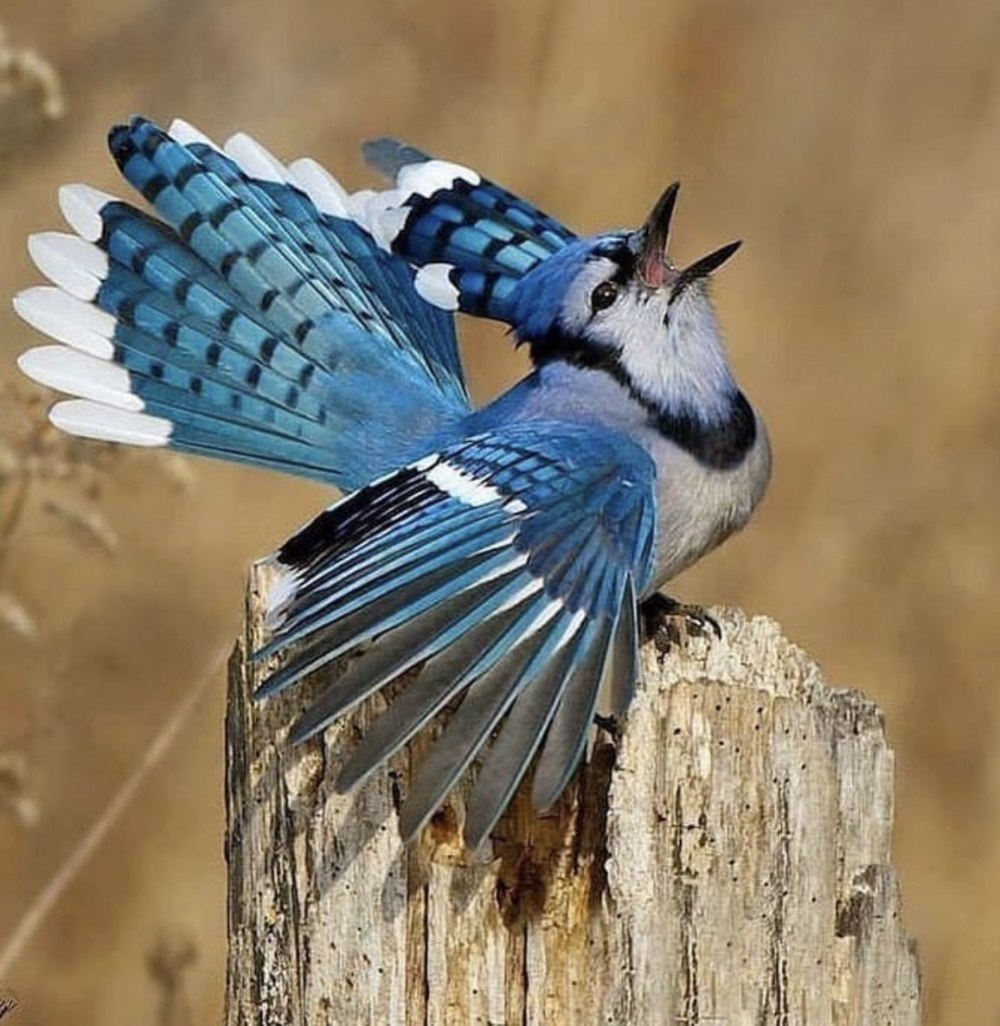 Jay Сойка