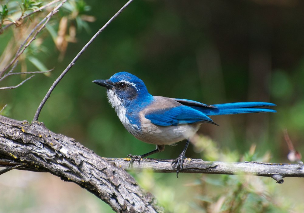 Scrub Jay