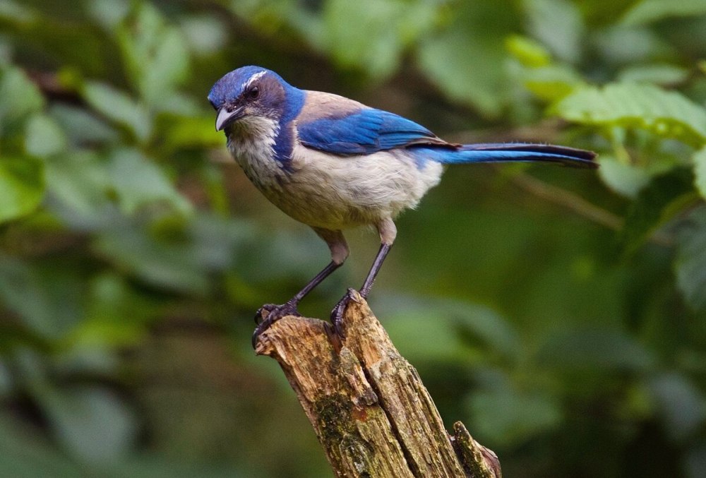 California Scrub Jay