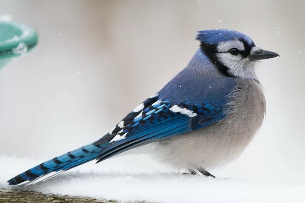Сойка голубая (Cyanocitta cristata)