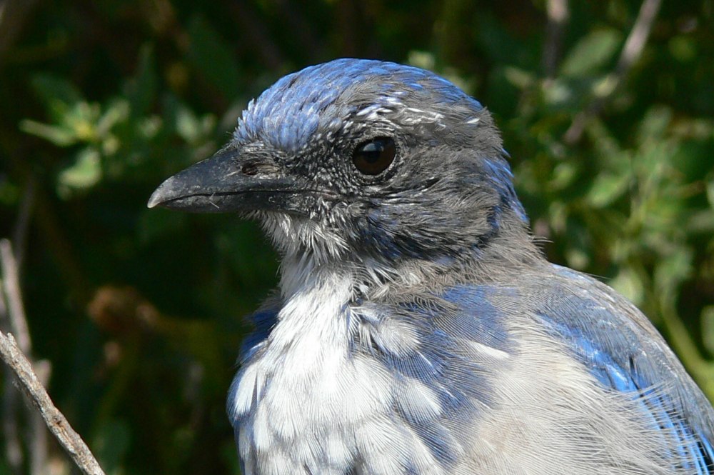 Aphelocoma wollweberi