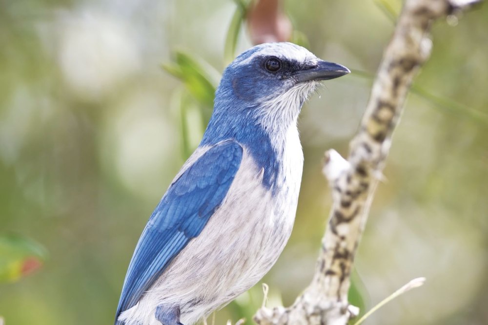 Scrub Jay