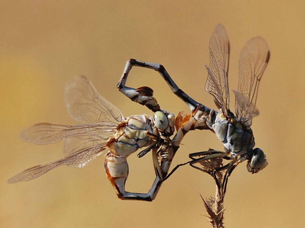 Спаривание Gomphidae