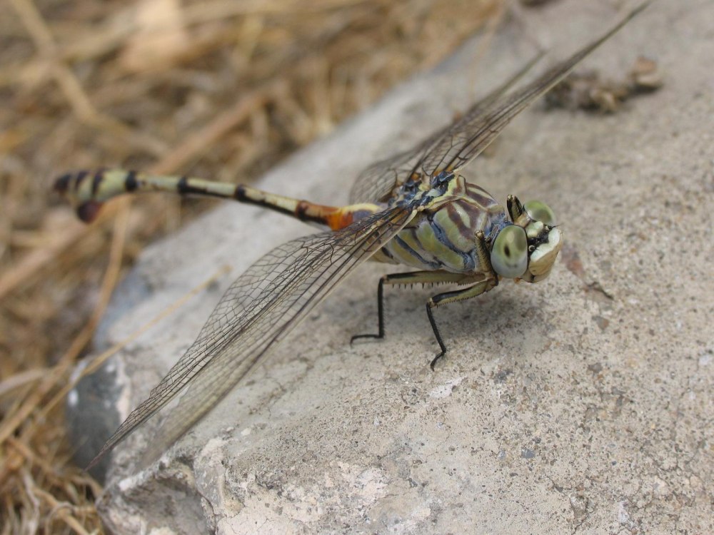 Lindenia tetraphylla Адыгея