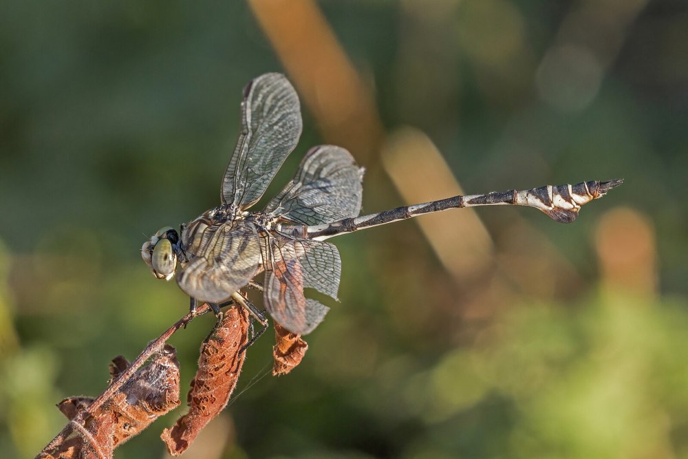 Lindenia tetraphylla Адыгея