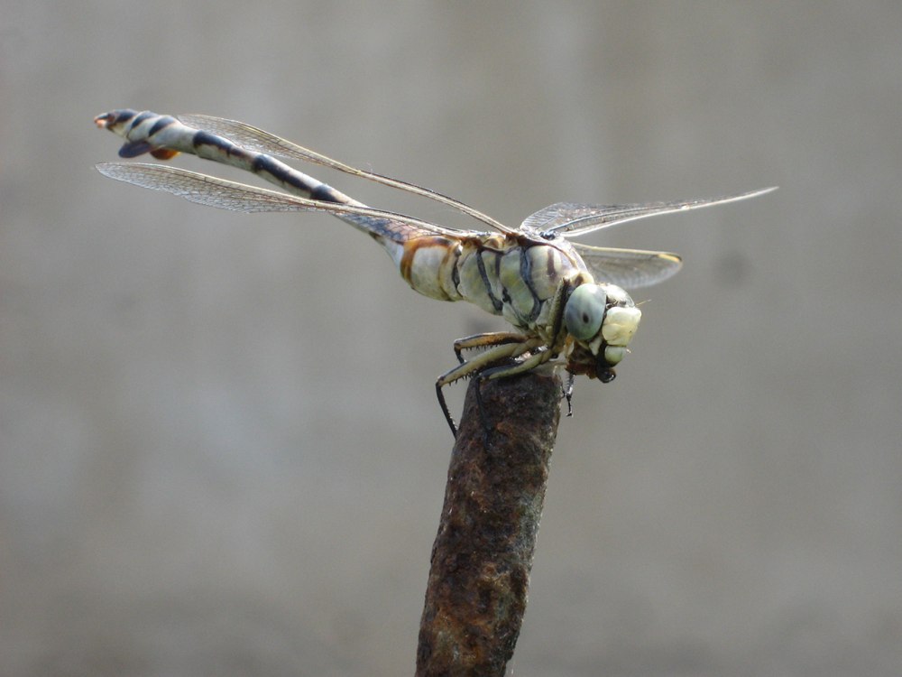 Lindenia tetraphylla Dragonfly