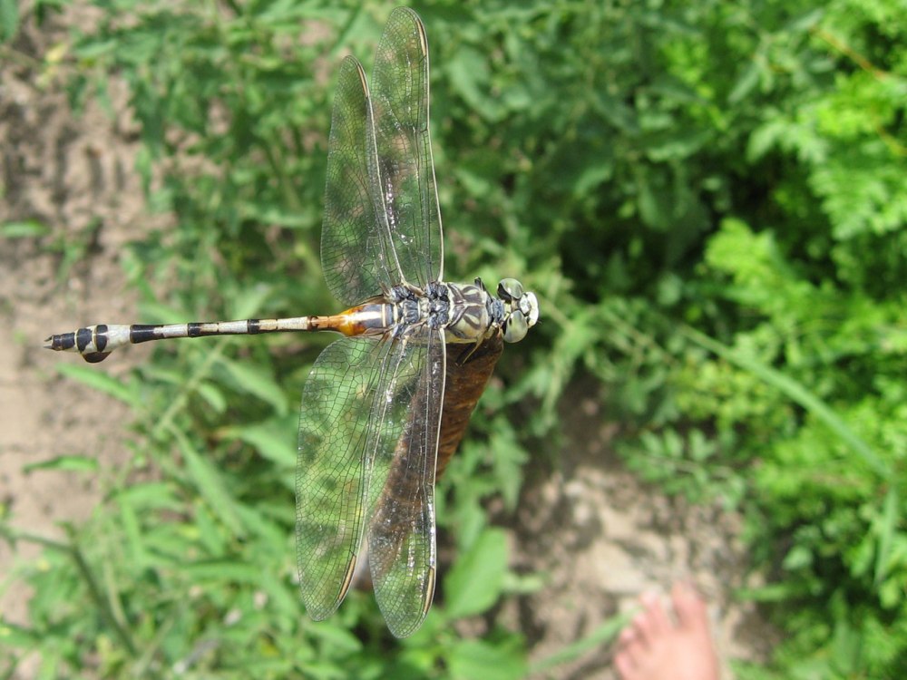 Lindenia tetraphylla Адыгея