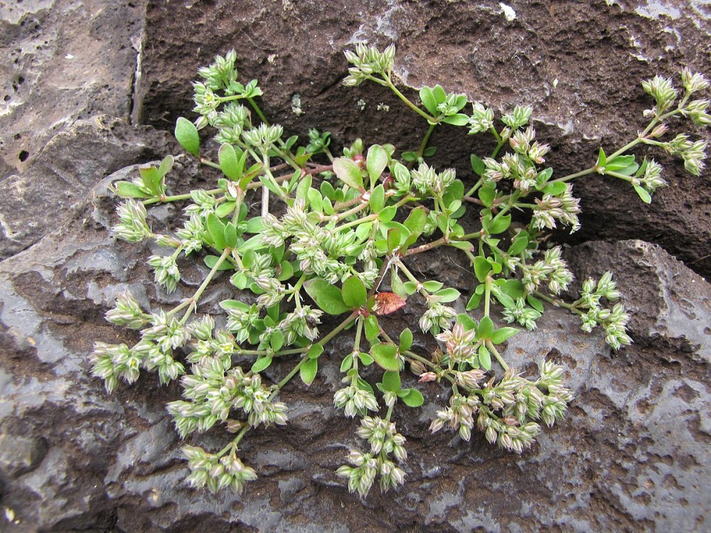 Polycarpon tetraphyllum