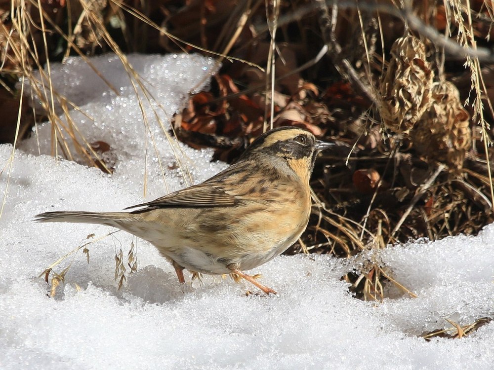 Prunella atrogularis