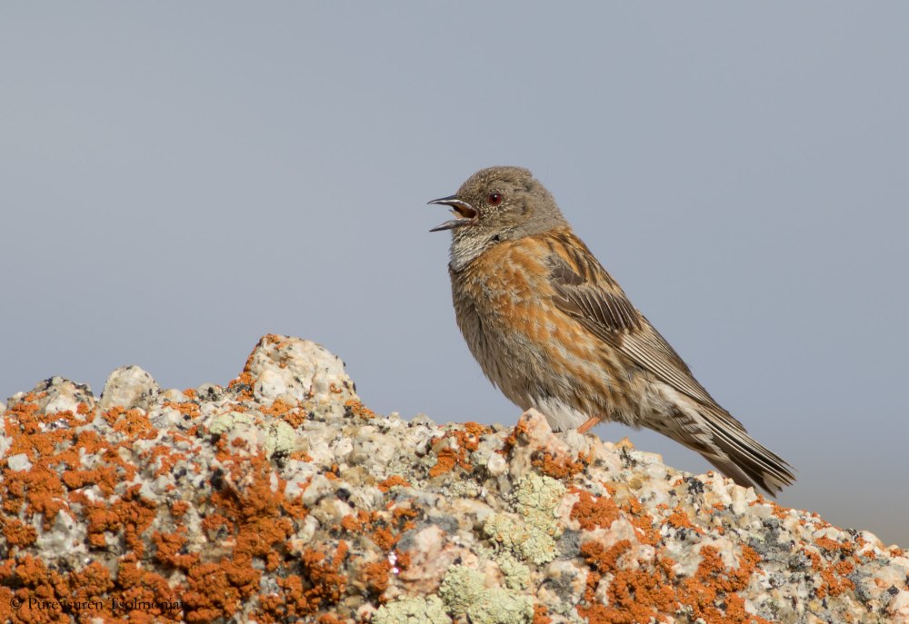 Завирушка гималайская Prunella himalayana