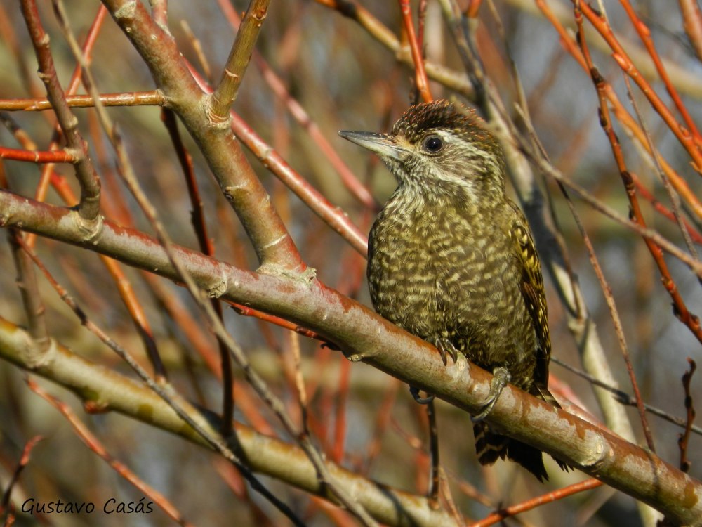 Veniliornis passerinus