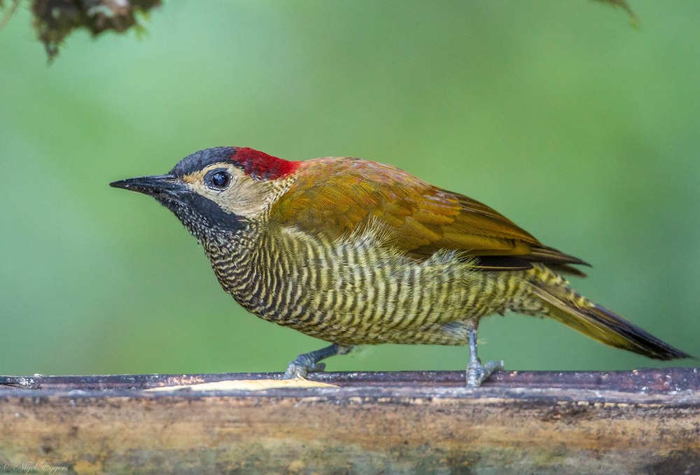 Colaptes rubiginosus