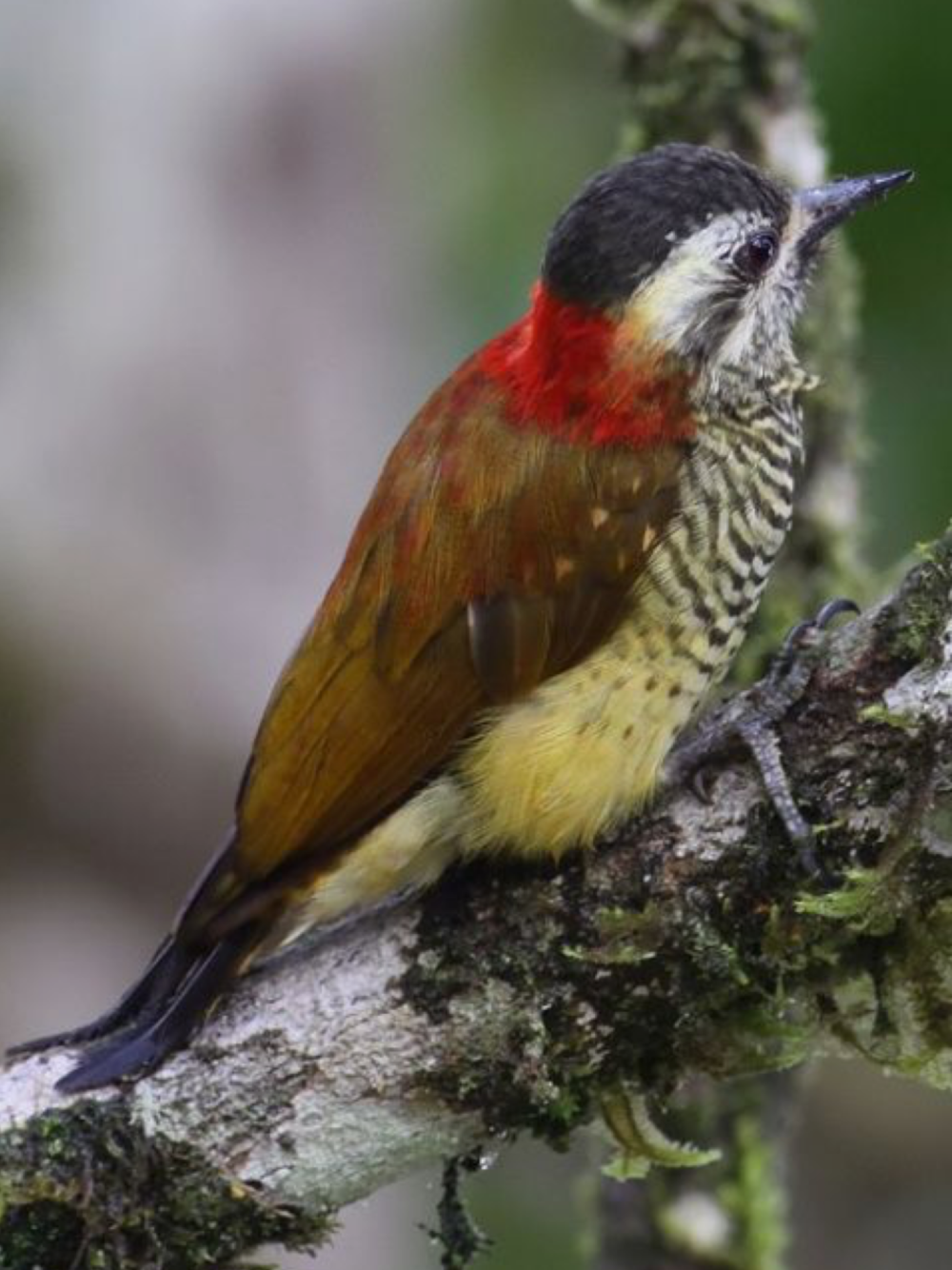 Veniliornis nigriceps