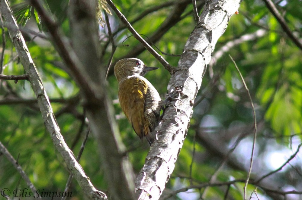 Воробьиный венилиорнис