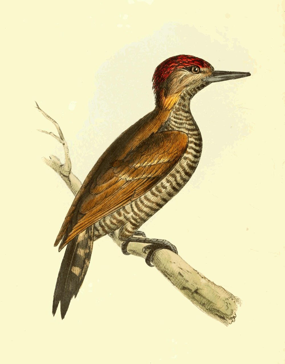 Veniliornis chocoensis