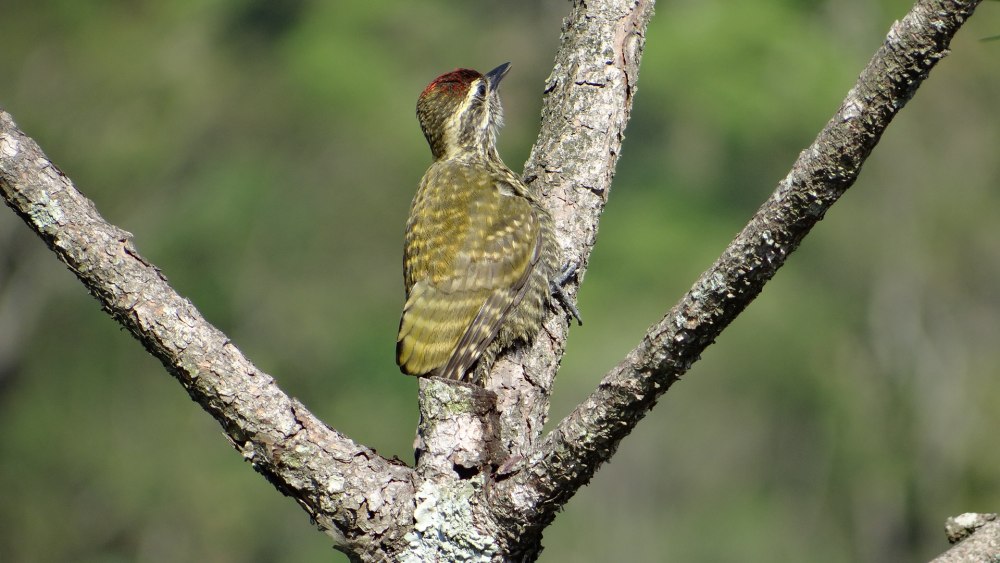 Veniliornis maculifrons