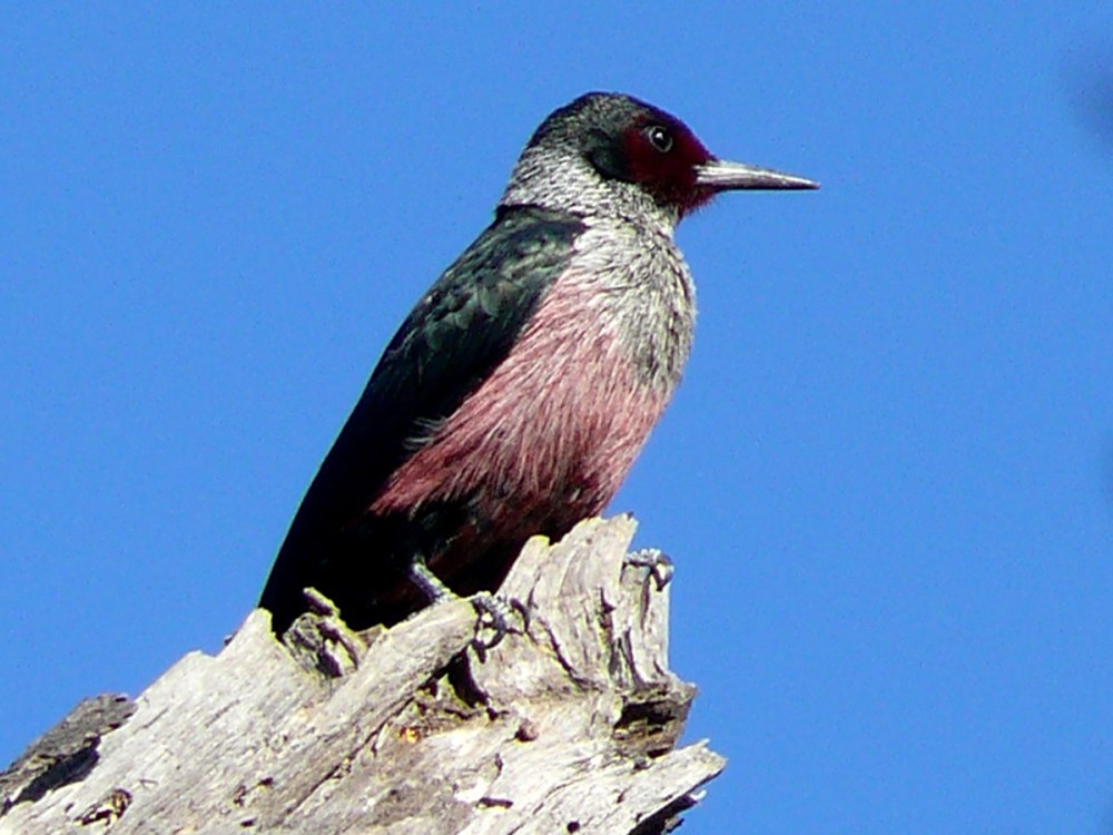 Дятел Льюиса