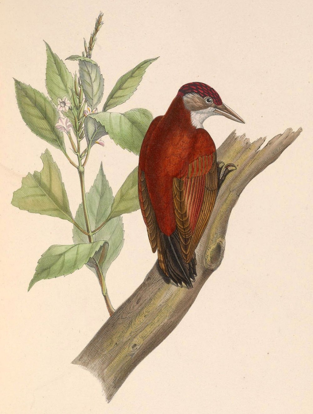 Veniliornis sanguineus