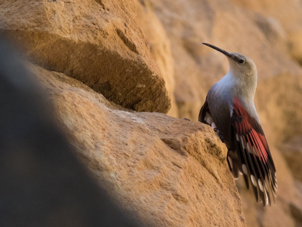 Краснокрылый стенолаз птица