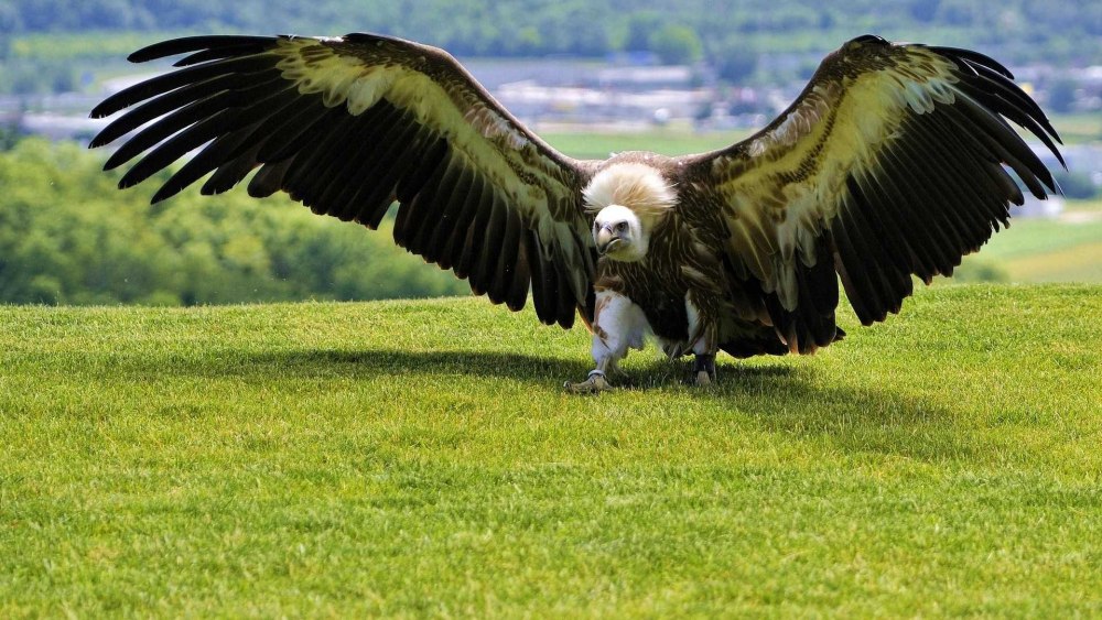 Андский Кондор размах крыльев