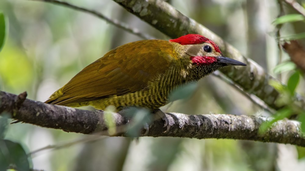 Blythipicus rubiginosus