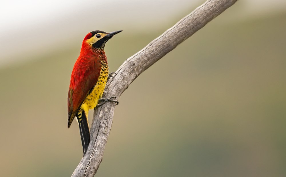 Красноспинная монжита