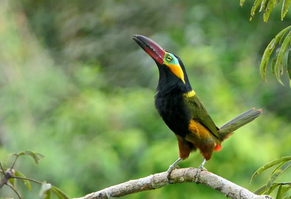 Гвианская селенидера