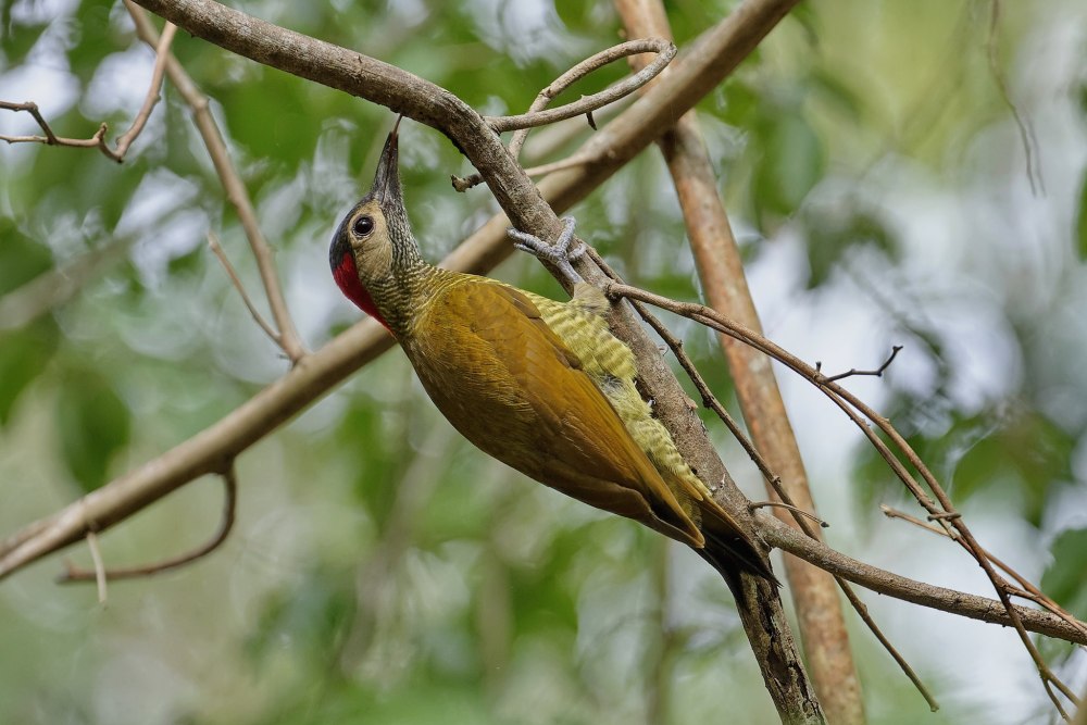 Красноспинный полосатобрюхий дятел