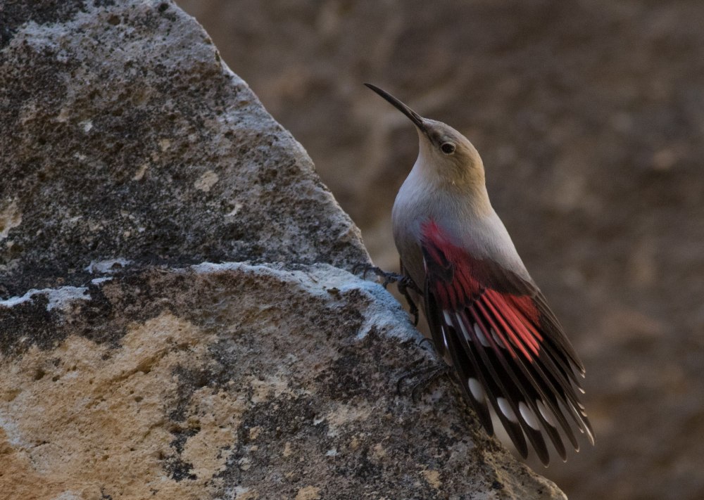 Стенолаз птица