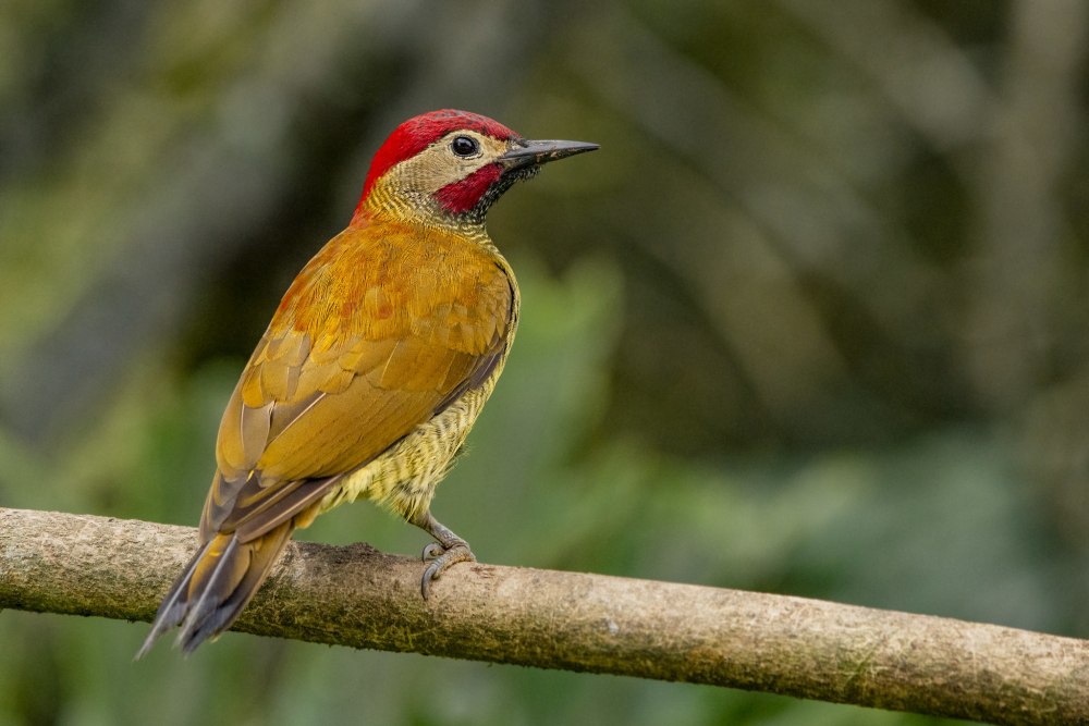 Красноспинный полосатобрюхий дятел