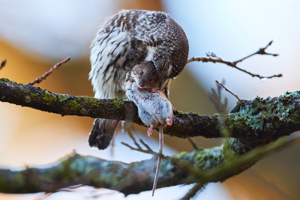 Воробьиный сычик вешает добычу на ветках