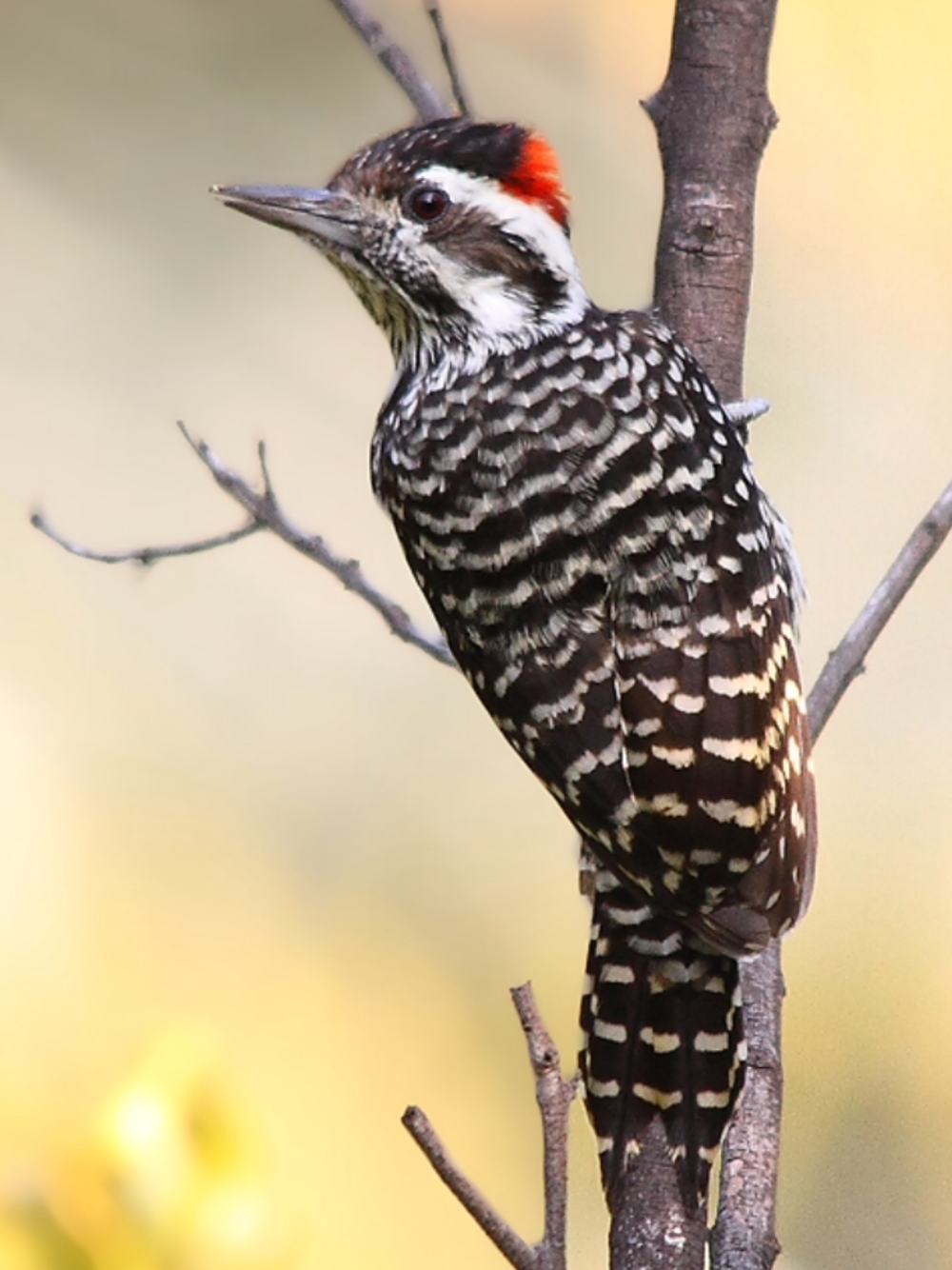 Veniliornis lignarius