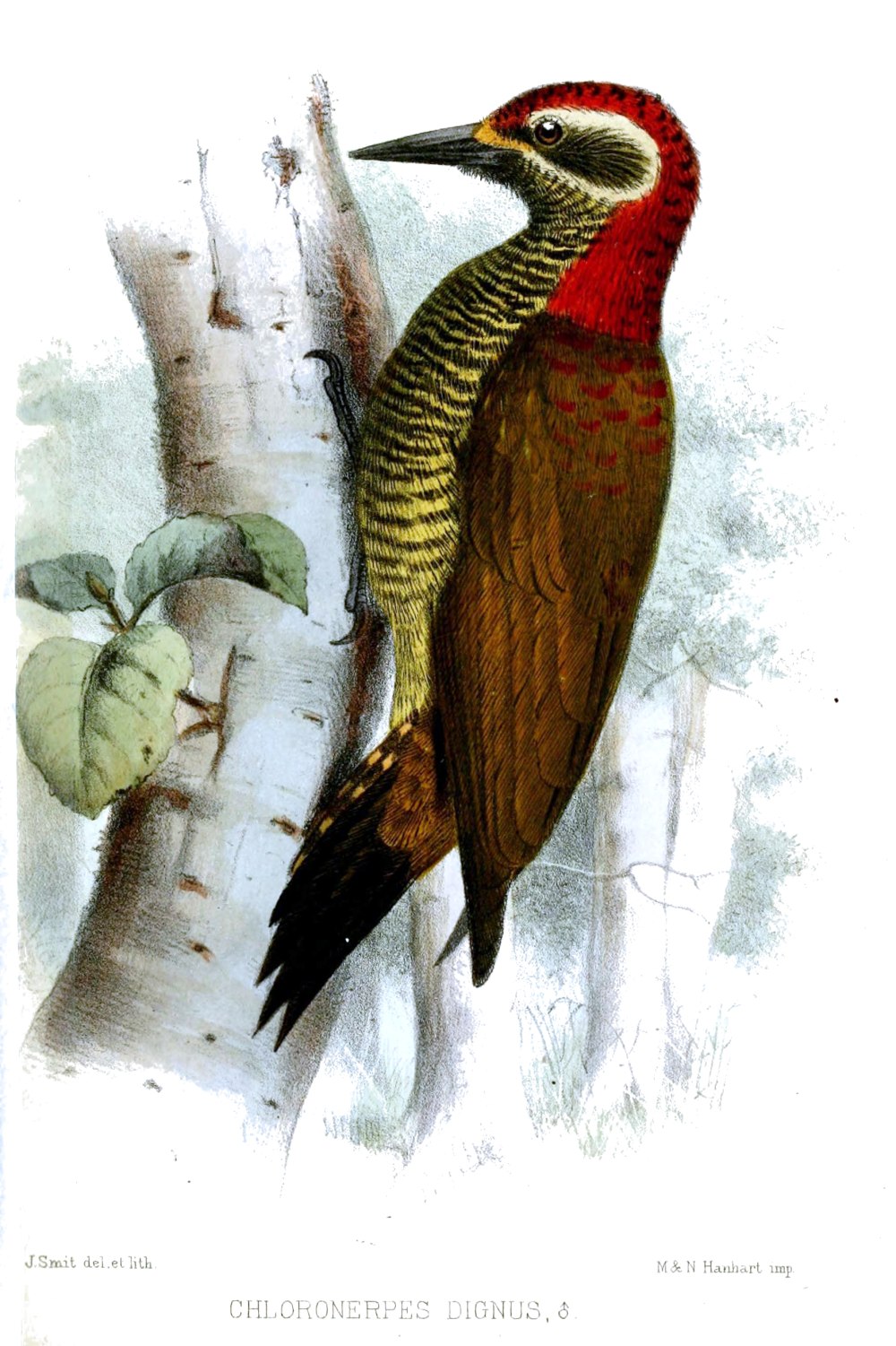 Veniliornis chocoensis