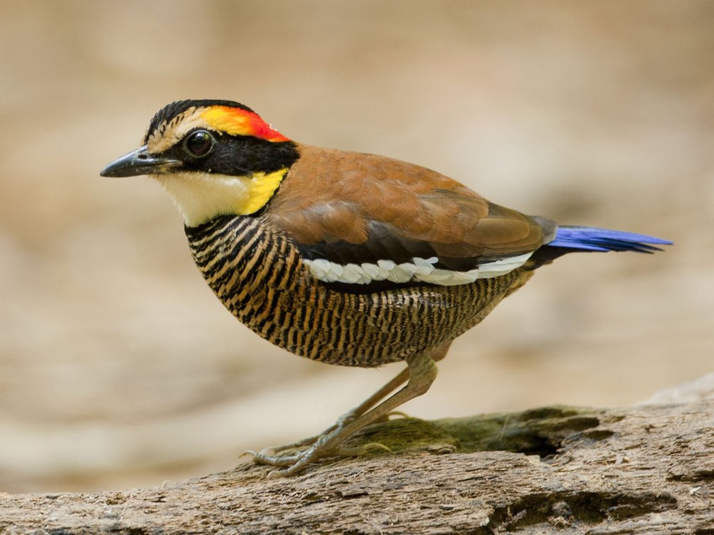 Guerney's Pitta