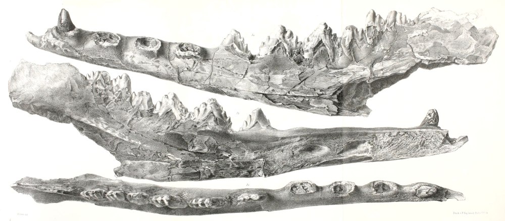 Saghacetus Osiris
