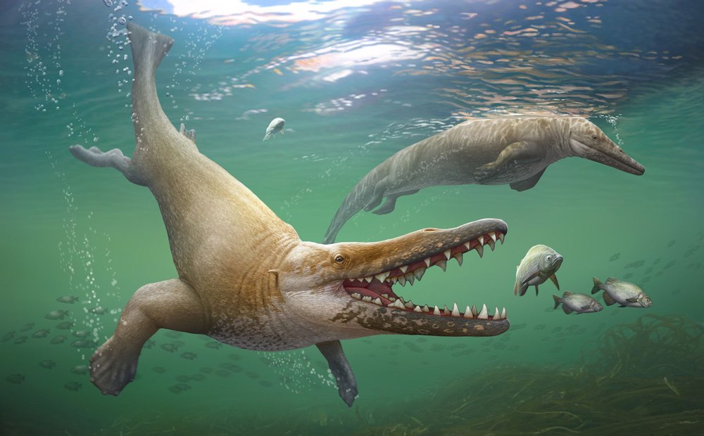 Georgiacetus vogtlensis